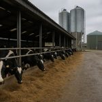 Excedente Récord Precios de Leche Británica se Hunden