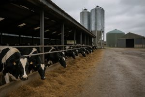 Excedente Récord Precios de Leche Británica se Hunden