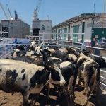 Firmeza Láctea Comercio Evita Caos Sanitario