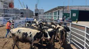 Firmeza Láctea Comercio Evita Caos Sanitario