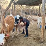 Ganancia Justa Es Rentable Producir Leche