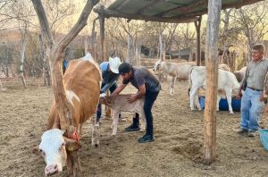 Ganancia Justa Es Rentable Producir Leche