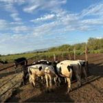 Golpe al Robo de Ganado Recuperan Hato Lechero