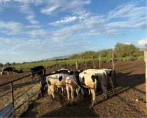 Golpe al Robo de Ganado Recuperan Hato Lechero
