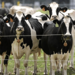 Inyección Ganadera 1.500 Bovinos Reactivan el Campo