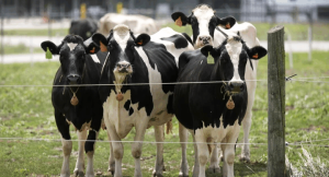 Inyección Ganadera 1.500 Bovinos Reactivan el Campo