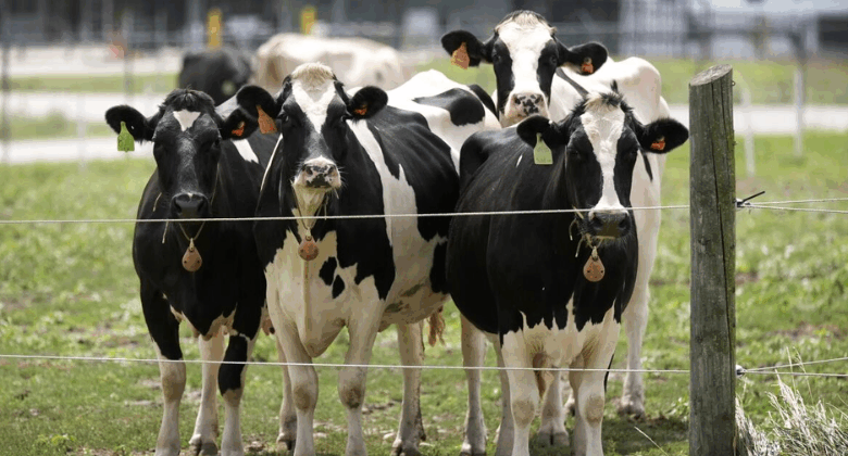Inyección Ganadera 1.500 Bovinos Reactivan el Campo