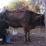 Liconsa, el Ancla del Precio