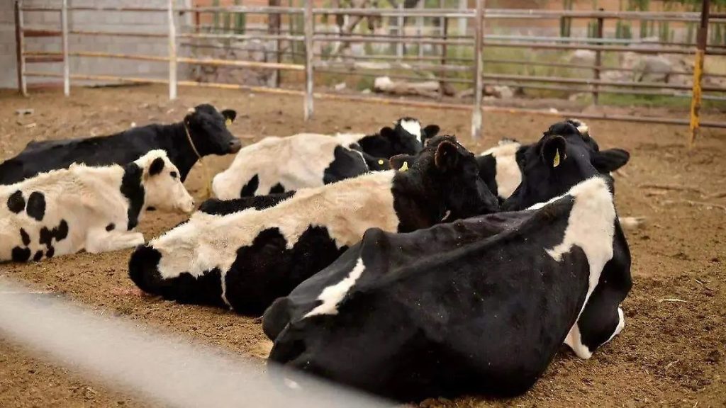 Récord Lácteo Más Leche con Menos Vacas