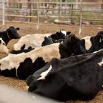 Récord Lácteo Más Leche con Menos Vacas