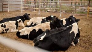 Récord Lácteo Más Leche con Menos Vacas
