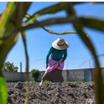 SADER Publica Nuevos Precios de Garantía