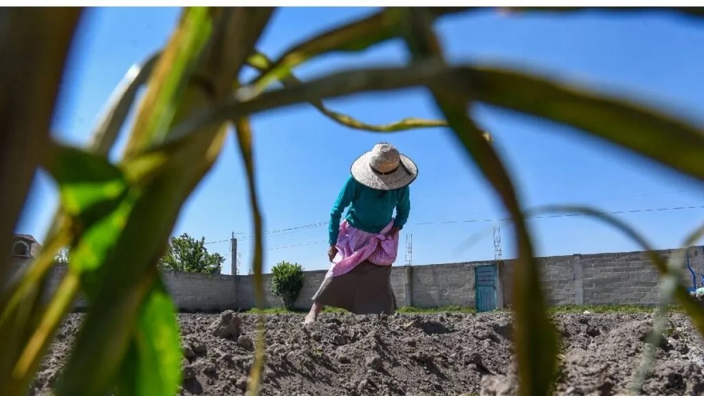 SADER Publica Nuevos Precios de Garantía