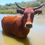 Sonora Potencia Leche Bovina de Récord Mundial