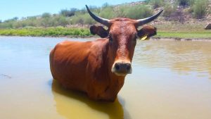 Sonora Potencia Leche Bovina de Récord Mundial