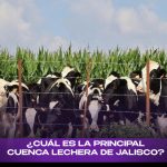 Tepatitlán domina México 379 millones de litros de leche al año