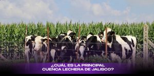 Tepatitlán domina México 379 millones de litros de leche al año