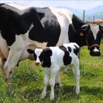 Alerta Láctea La Federación Juega Contra el Campo