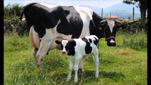 Alerta Láctea La Federación Juega Contra el Campo