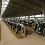 Boom Lácteo Global Causas Disparan la Oferta