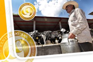 Cae Producción de Leche en Yucatán