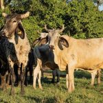 El Campo Busca la Raíz del Bienestar