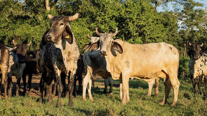 El Campo Busca la Raíz del Bienestar