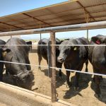 Estrategia 'Carne en Leche' Triunfa