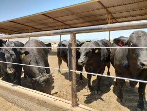 Estrategia 'Carne en Leche' Triunfa