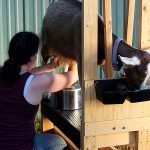 Fórmula Cabra vs Vaca