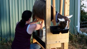 Fórmula Cabra vs Vaca