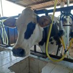 Freno a la Importación Ganaderos Exigen Arancel Lácteo