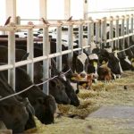 Ganaderos Exigen Más Espacio en Liconsa