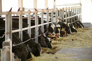 Ganaderos Exigen Más Espacio en Liconsa