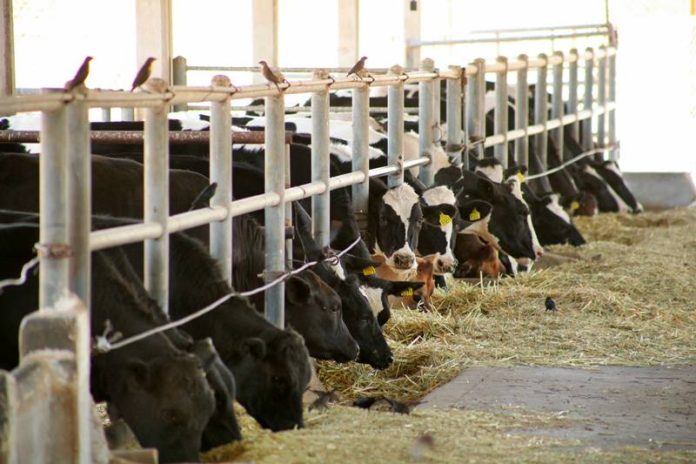 Ganaderos Exigen Más Espacio en Liconsa