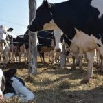 Giro Lácteo Global Asia y África Toman la Delantera