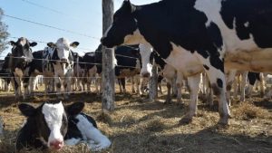 Giro Lácteo Global Asia y África Toman la Delantera