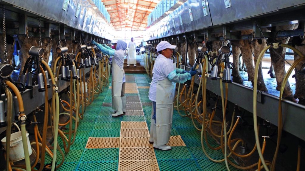 Inversión Europea Francia Pone Ojo en la Leche