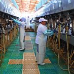 Inversión Europea Francia Pone Ojo en la Leche