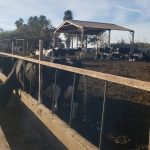 Leche Sonora Resiste a Importación