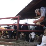 Liconsa Corta Compra de Leche