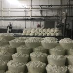 Lluvias Impulsan la Leche en BCS