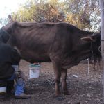 Sinaloa Pide Precios Regionales