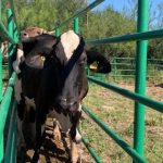 Tamaulipas impulsa embriones para mejorar el ganado lechero