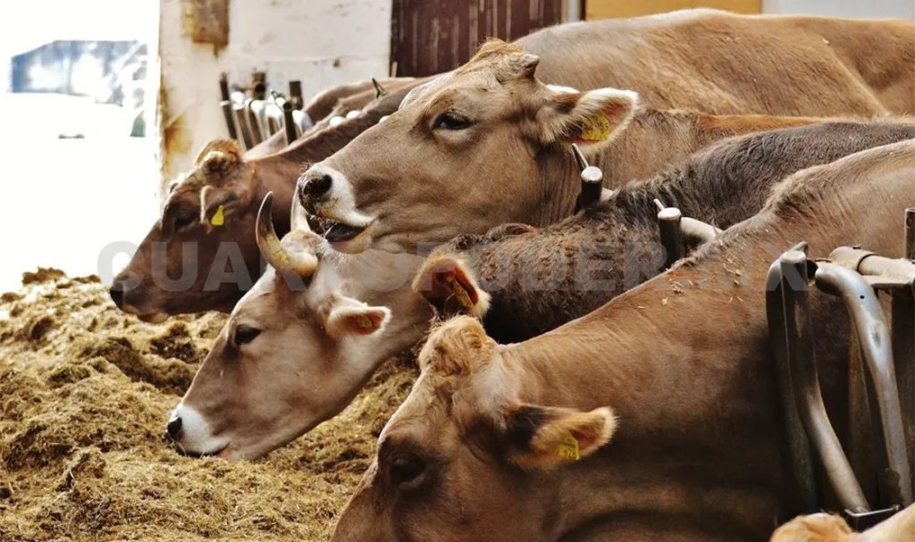 Certificación Verde Chiapas Busca Ser Líder Orgánico