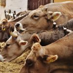 Certificación Verde Chiapas Busca Ser Líder Orgánico