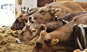 Certificación Verde Chiapas Busca Ser Líder Orgánico