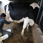 Coronango apuesta por la inseminación