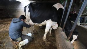 Coronango apuesta por la inseminación