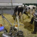 Costos de granos presionan producción de leche en Querétaro